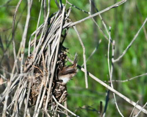 Marsh Wren Building Nest, wren