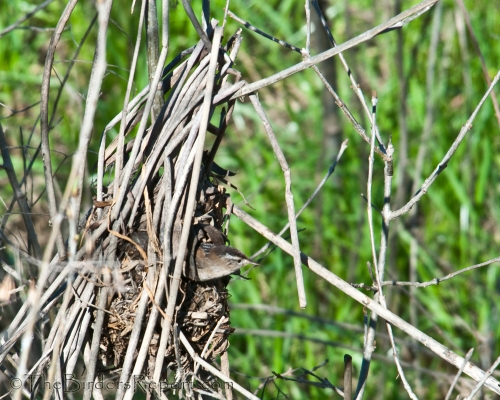 Marsh Wren Building Nest, wren