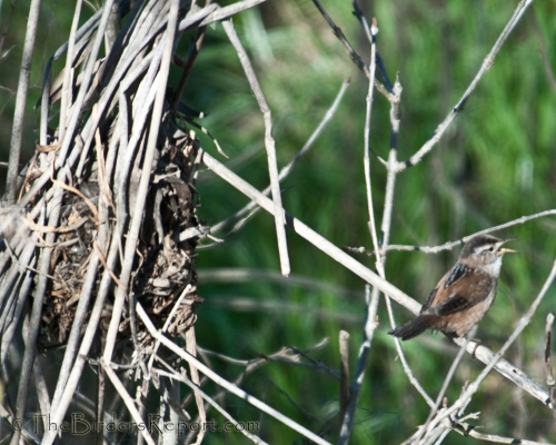 Marsh Wren Building Nest, wren
