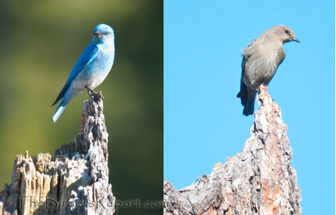 Mountain Bluebird Pair