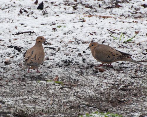 Mourning Dove