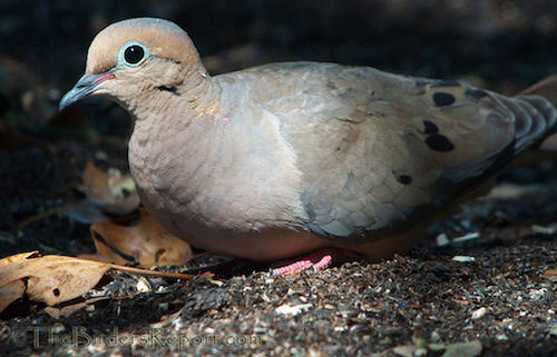 Mourning Dove