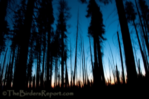 Lassen Volcanic National Park, national parks, pine trees