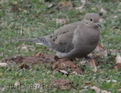 Mourning Dove