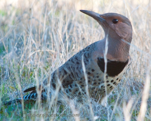 Northern Flicker Female