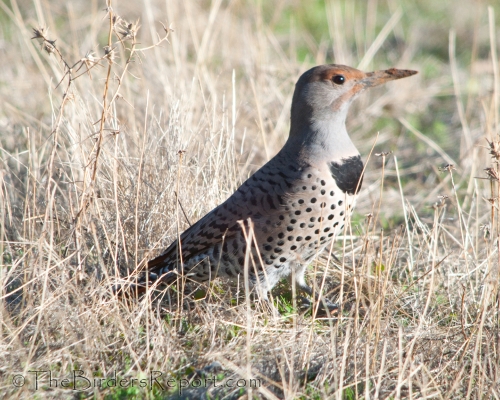 Northern Flicker Female