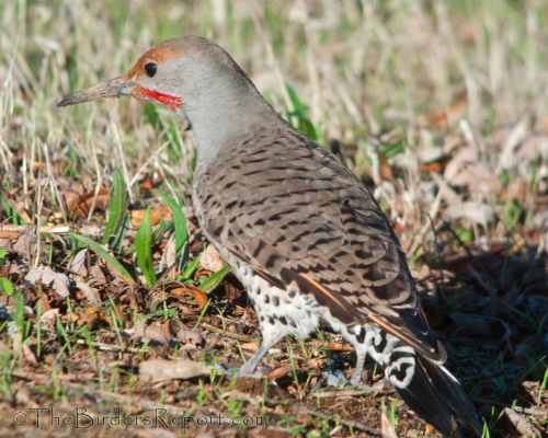 Northern Flicker Male