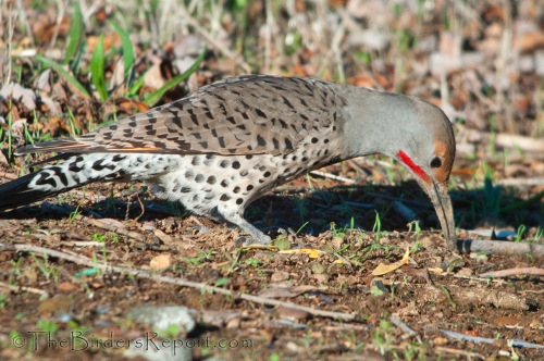 Northern Flicker Male Anting