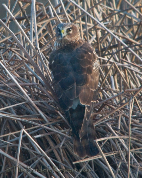 Northern Harrier Female