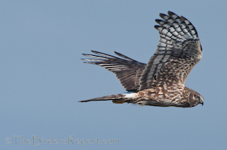 Northern Harrier Female