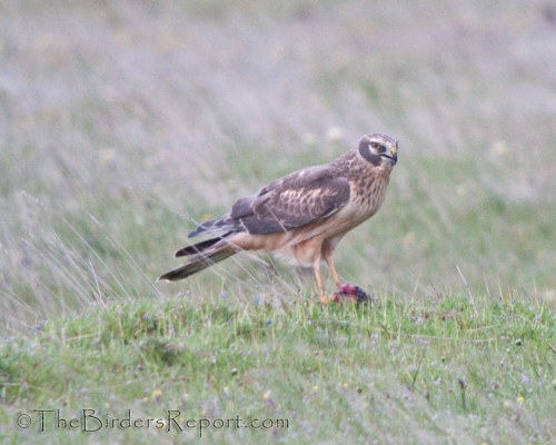 Northern Harrier Female with Prey