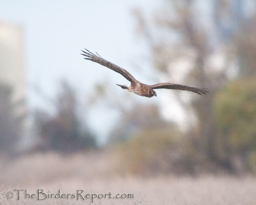 Northern Harrier Female Hunting