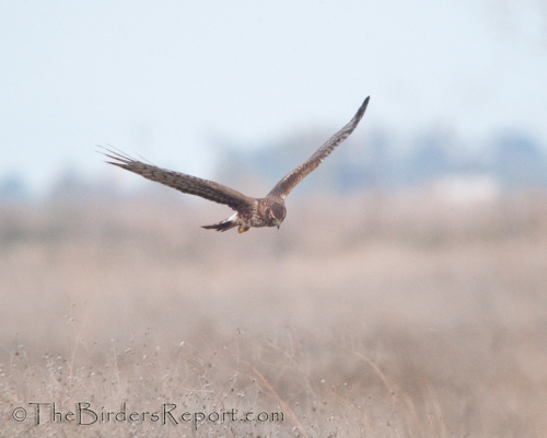 Northern Harrier Female Hunting