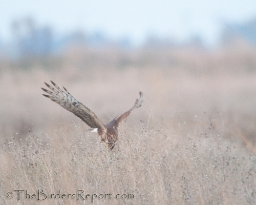 Northern Harrier Female Diving on Prey Northern Harrier Female Pouncing on Prey