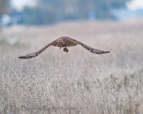 Northern Harrier Female with Vole