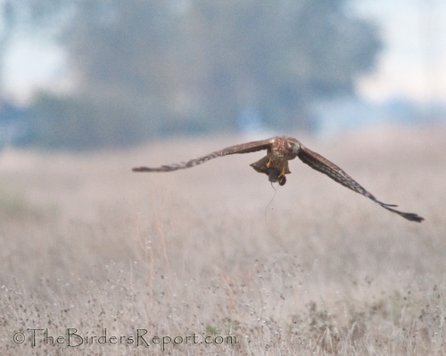 Northern Harrier Female with Vole