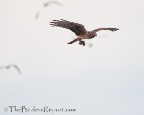 Northern Harrier Female with Vole