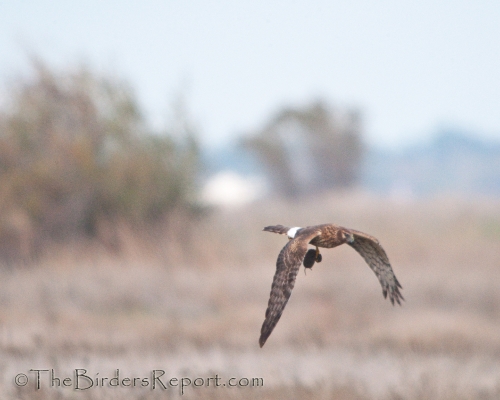 Northern Harrier Female with Vole
