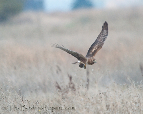 Northern Harrier Female with Vole