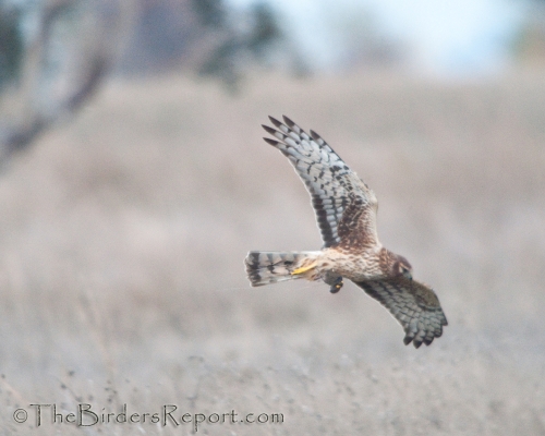 Northern Harrier Female with Vole