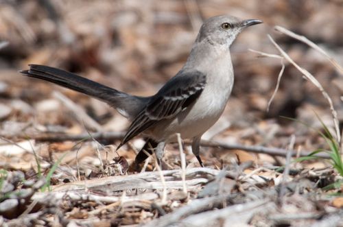 Northern Mockingbird