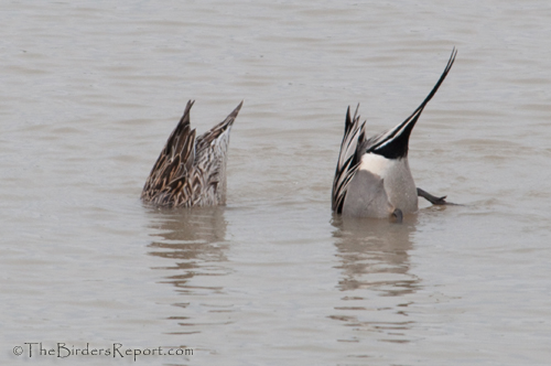 Northern Pintail