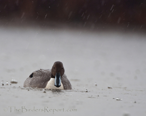 Northern Pintail Drake Northern Pintail