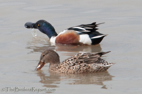 Northern Shovelers