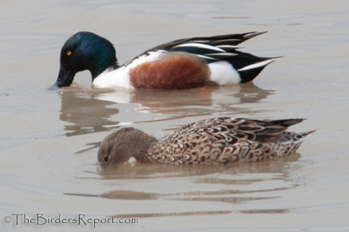 Northern Shovelers