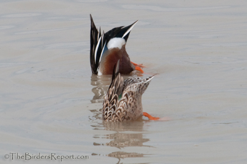 Northern Shovelers
