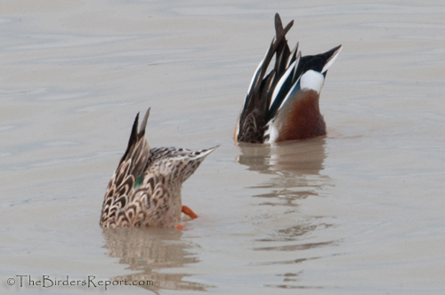 Northern Shovelers