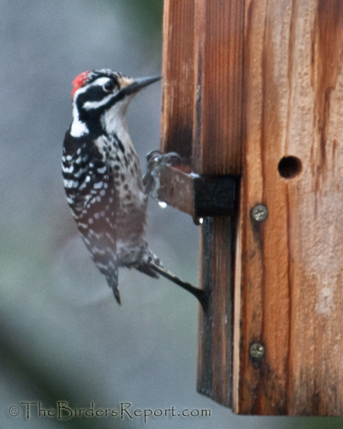 Nuttall's Woodpecker, woodpecker