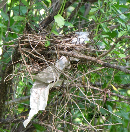 Northern Cardinal Nest