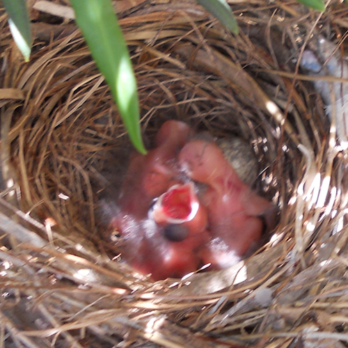 Northern Cardinal With Bronzed Cowbird Chicks In Nest