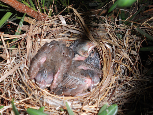 Northern Cardinal with Bronzed Cowbird in Nest
