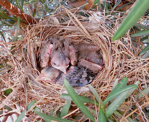 Northern Cardinal Chicks with Bronzed Cowbird In Nest