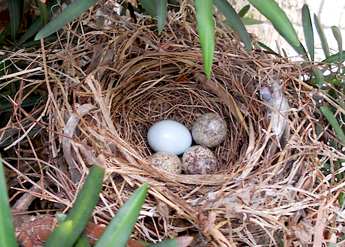 Northern Cardinal Nest With Bronzed Cowbird Egg
