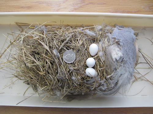 Northern Rough-winged Swallow Nest with Eggs