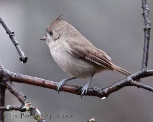 Oak Titmouse, titmouse