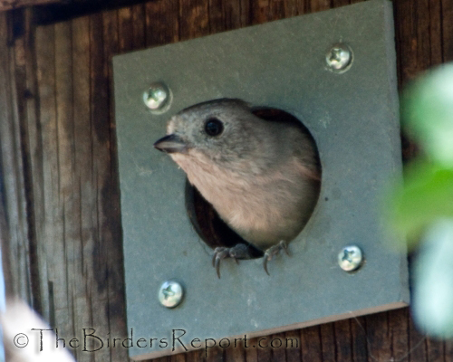 oak titmouse, titmouse, cavity nesting birds
