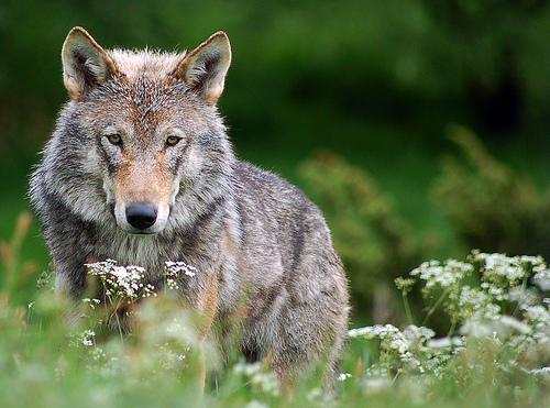 Gray Wolf