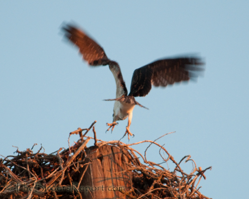Osprey Juvenile Catching Air