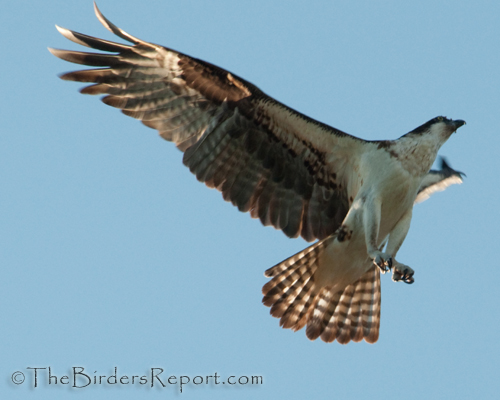 Osprey Juvenile Flying Up To Nest