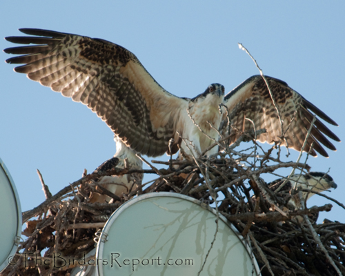 Osprey Flapping Wings