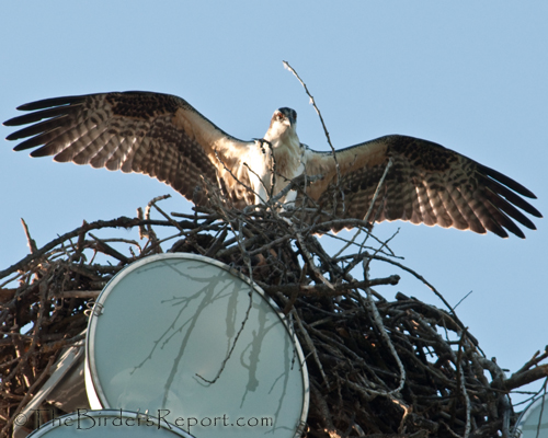 Osprey Juvenile Streaching Its Wings