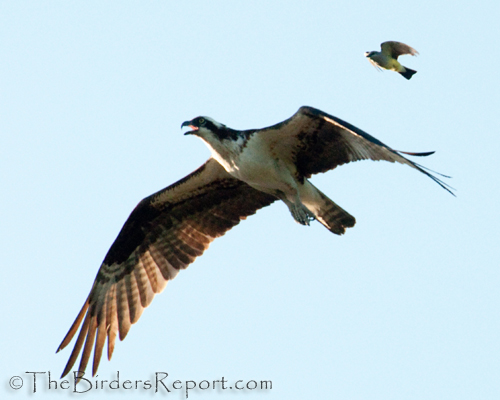 Osprey Juvenile Harassed By Western Kingbird