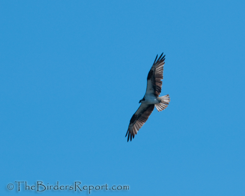 Osprey Flying Overhead