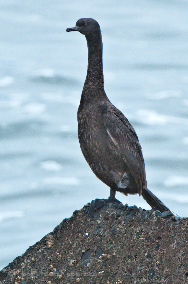 Pelagic Cormorant 