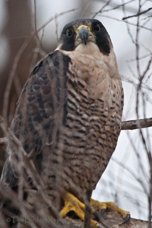 Peregrine Falcon