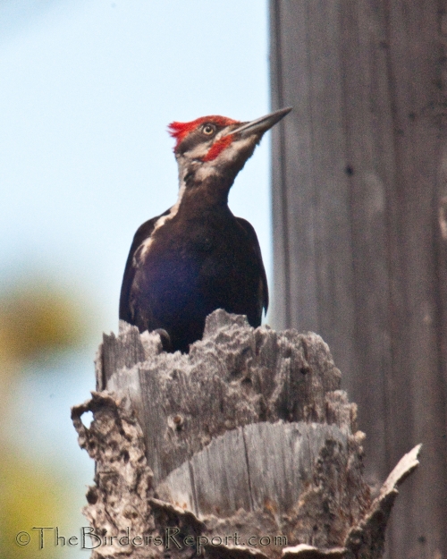 Pileated Woodpecker